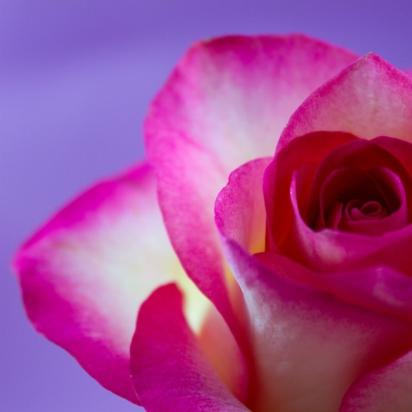 Meet your Posher, Marilyn - Picture 1 of 1